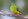 Златобрюхий (оранжевобрюхий) травяной попугай