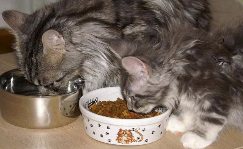 Кормление кошек