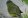 Скальный (каменный) травяной попугай