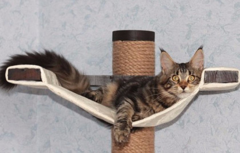 Когтеточка для кошки