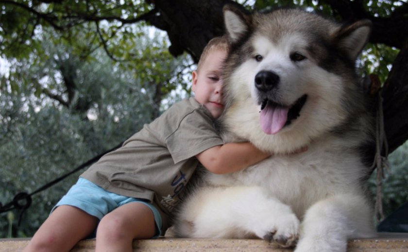 Аляскинский маламут отлично ладит с детьми