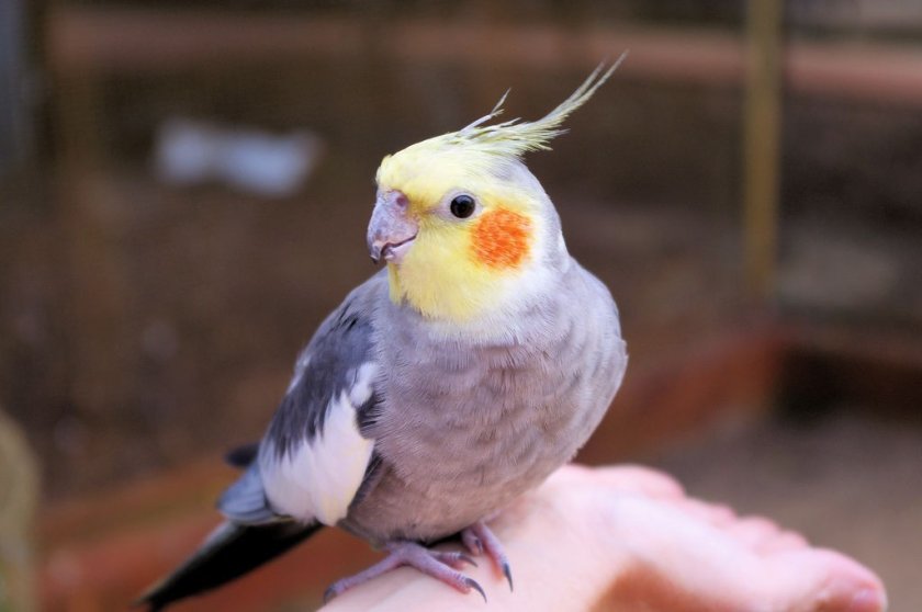 Как сделать гнездовой домик из фанеры для разведения попугаев корелл дуплянка своими руками
