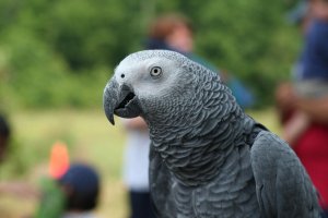 Как сделать лесенку для попугая – лестница для попугаев своими руками