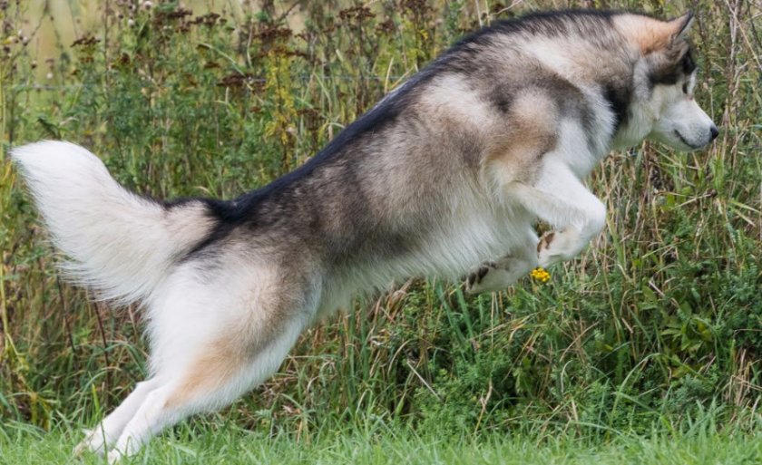 Аляскинский маламут