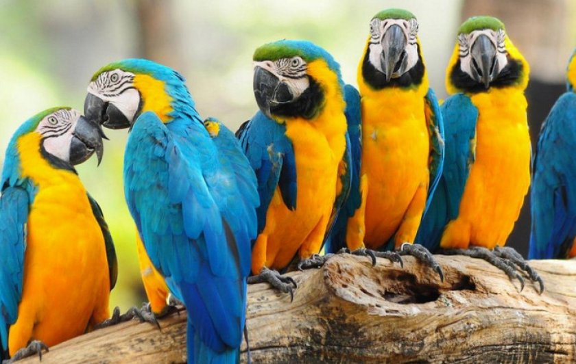 Попугаи