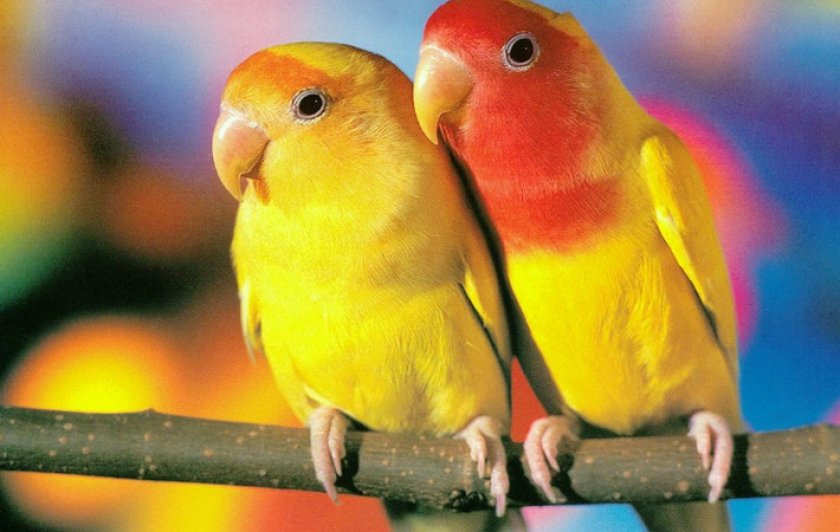 Неразлучники