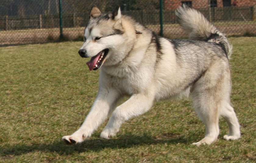 Аляскинский маламут