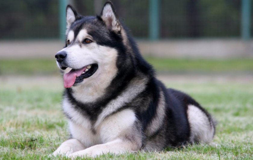 Аляскинский маламут