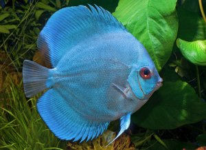 Дискус голубой Дискус голубой