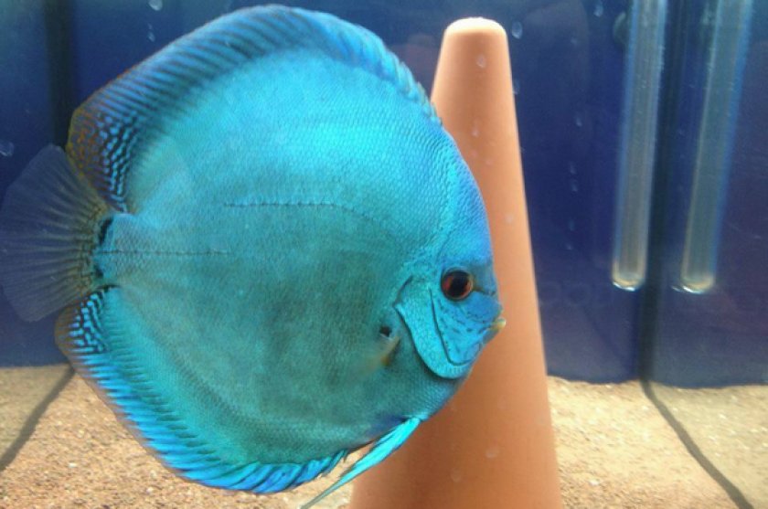 Дискус голубой Дискус голубой