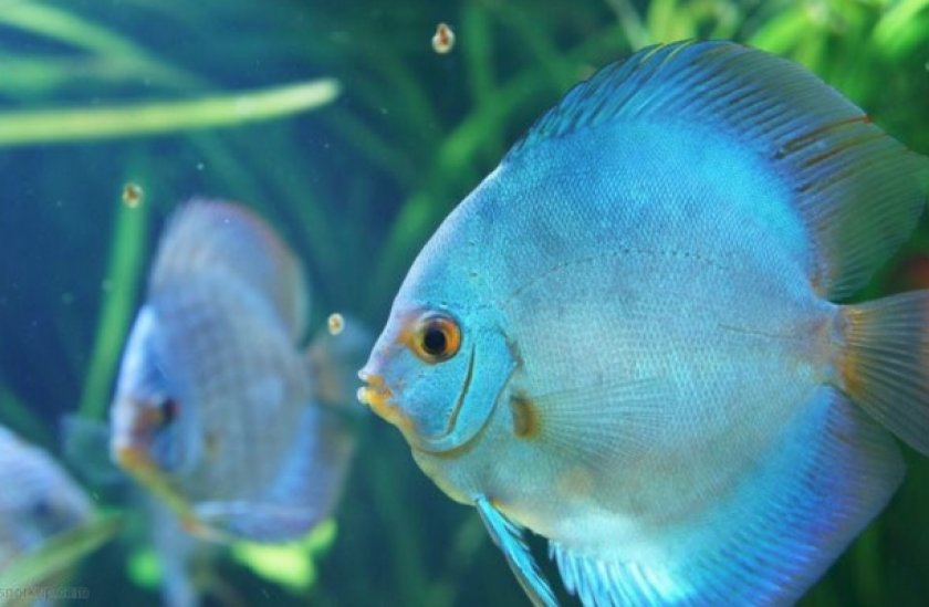 Дискусы в аквариуме Дискусы в аквариуме