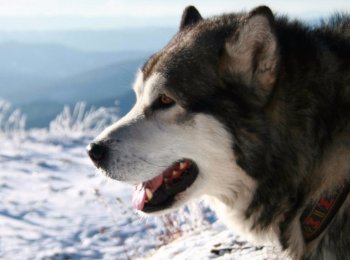 Ум и энергия: особенности ухода за аляскинским маламутом