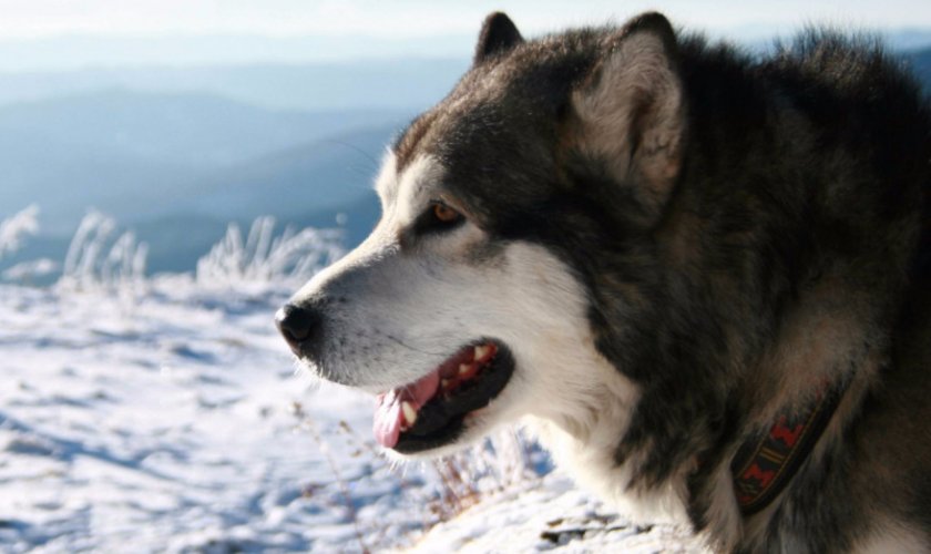 Аляскинский маламут