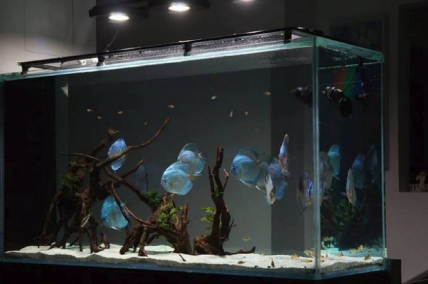 Аквариум Аквариум