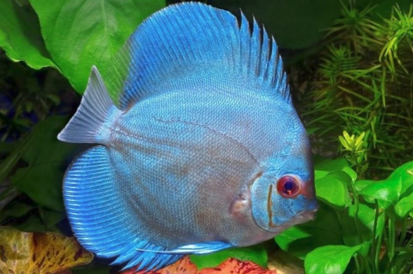 Голубой дискус Голубой дискус