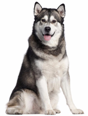 Аляскинский маламут