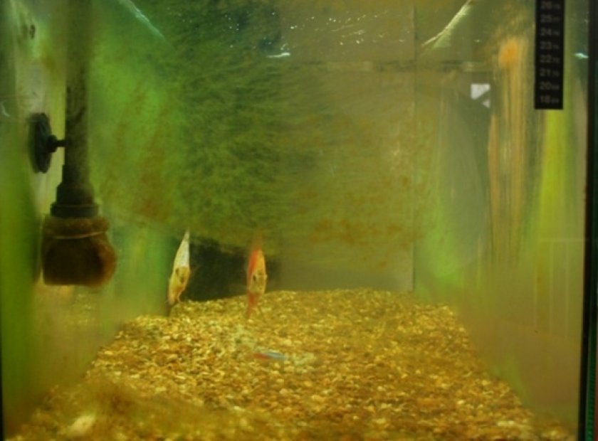 Загрязненный аквариум