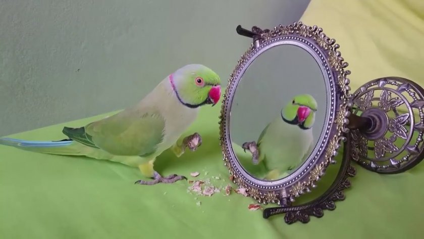 Попугай перед зеркалом
