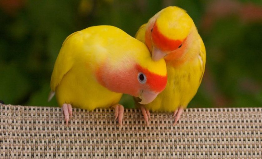 Попугаи неразлучники