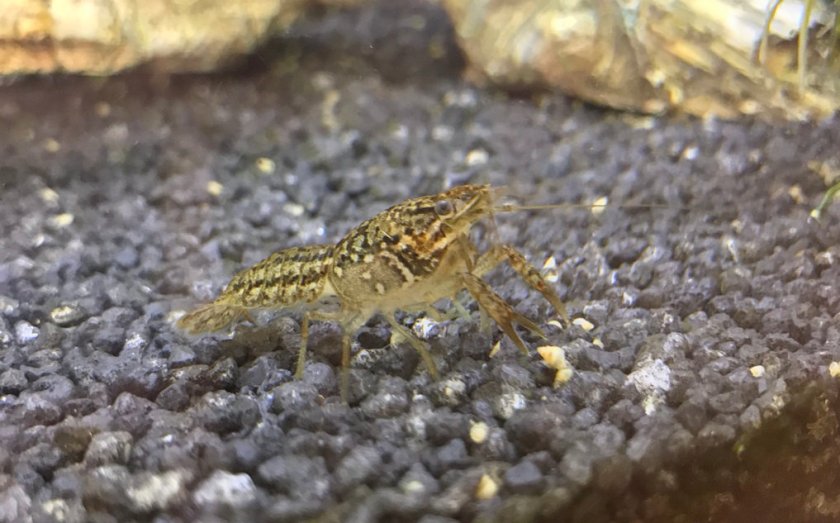 Мраморный аквариумный рак