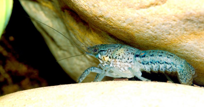 Мраморный аквариумный рак