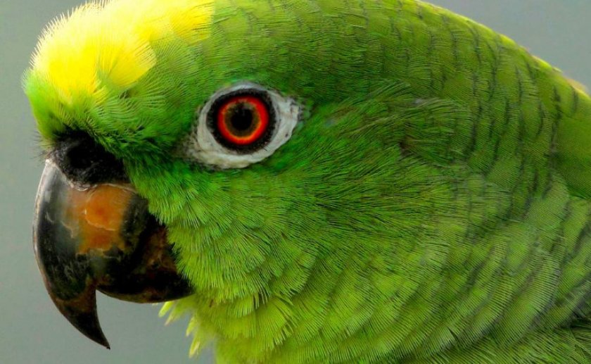 Жёлтолобый амазон