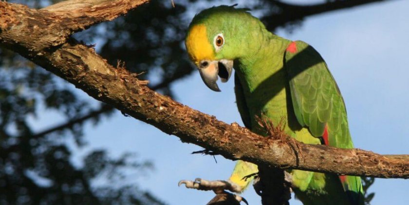 Жёлтолобый амазон