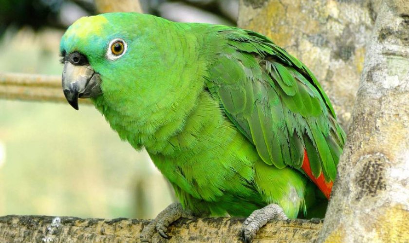 Жёлтолобый амазон