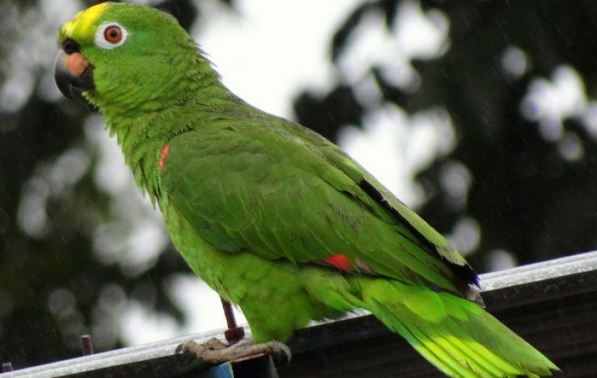 Жёлтолобый амазон