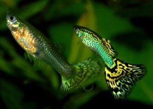 Гуппи Гуппи