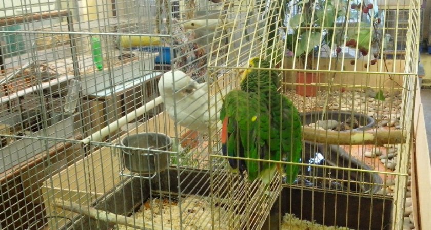 Амазон в клетке