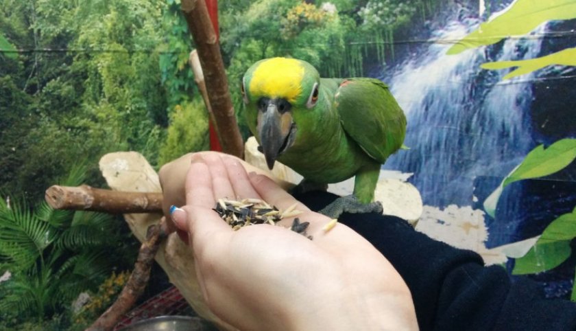 Жёлтолобый амазон