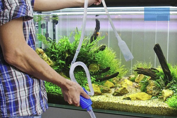 Улитки чистят стенки аквариума