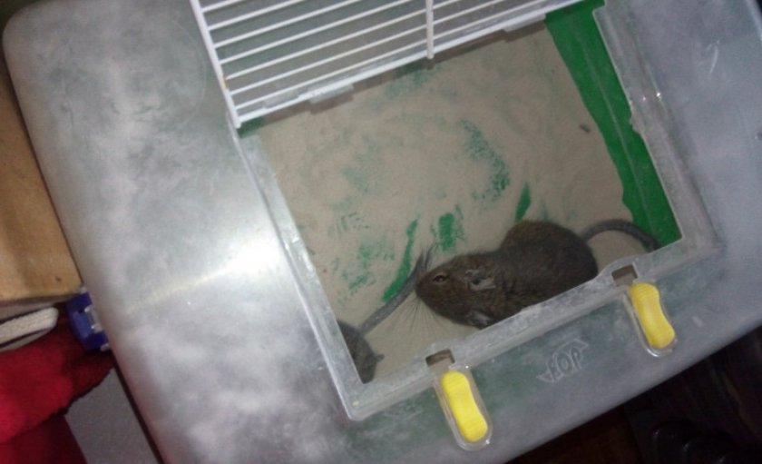 Шиншилла в песке