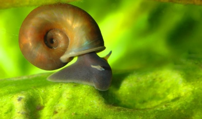 Аквариумная улитка