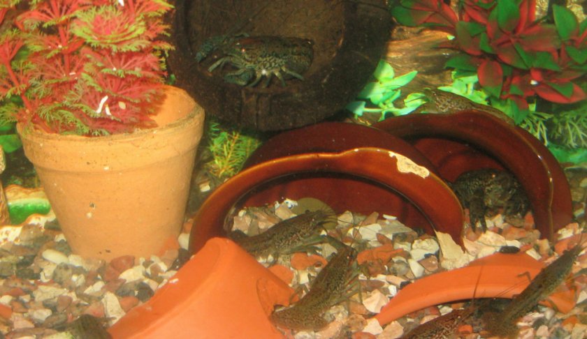 Мраморные аквариумные раки