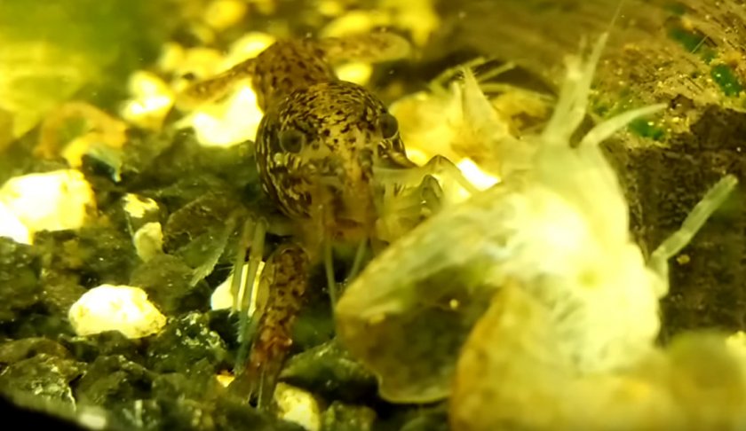 Мраморный аквариумный рак