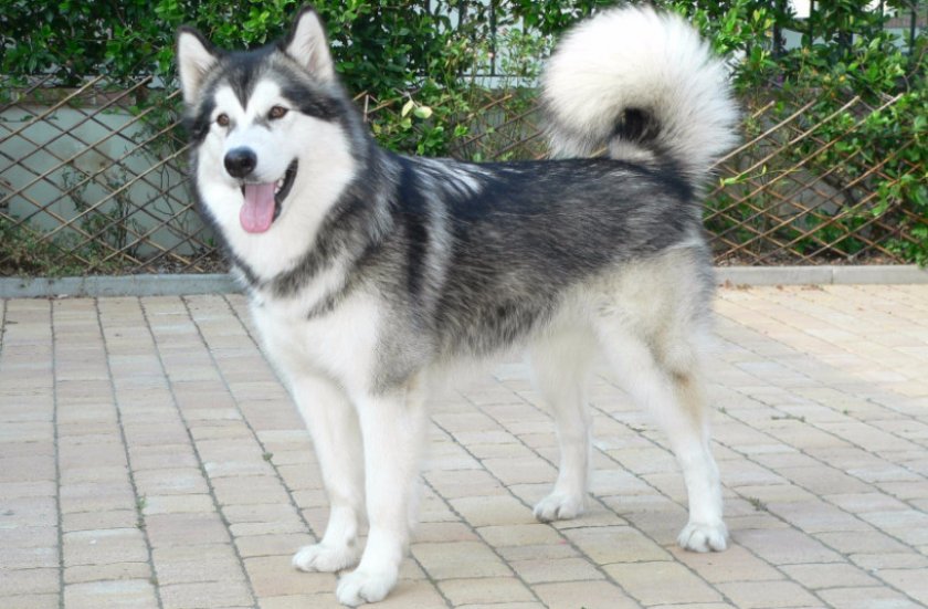 Аляскинский маламут