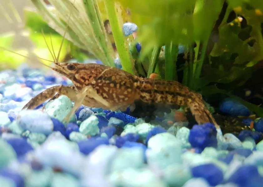 Мраморный аквариумный рак