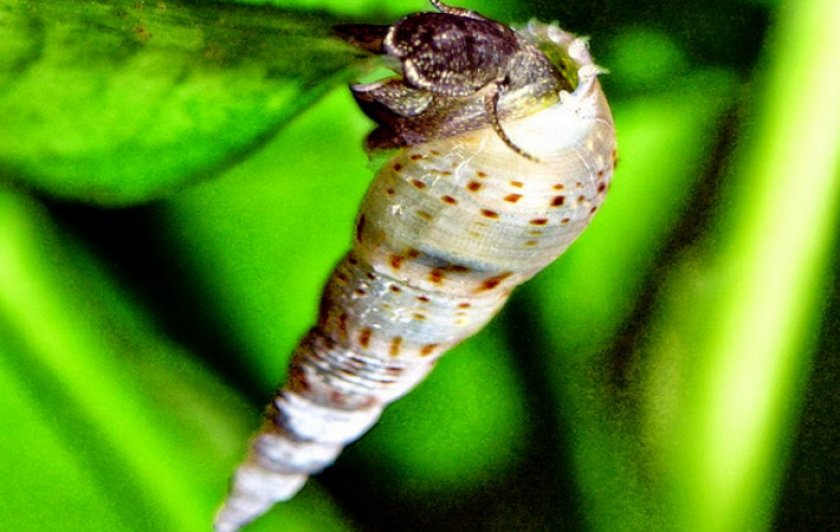 Улитка мелания Улитка мелания