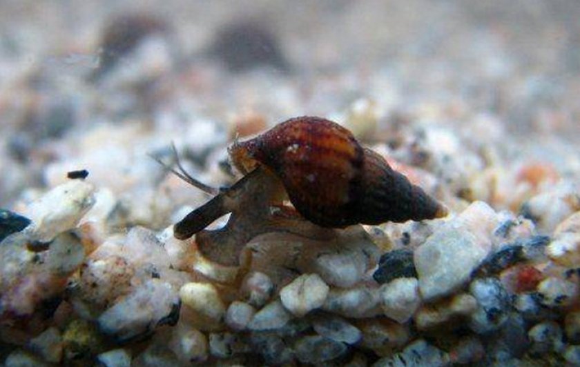 Улитка мелания Улитка мелания