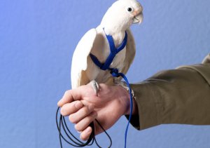 Поводки для попугаев: ошейник для попугая