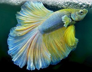 Лабиринтовые рыбки