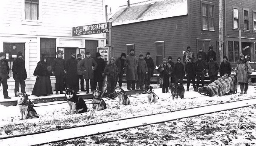 Маламуты в упряжке, Аляска, 1898 год