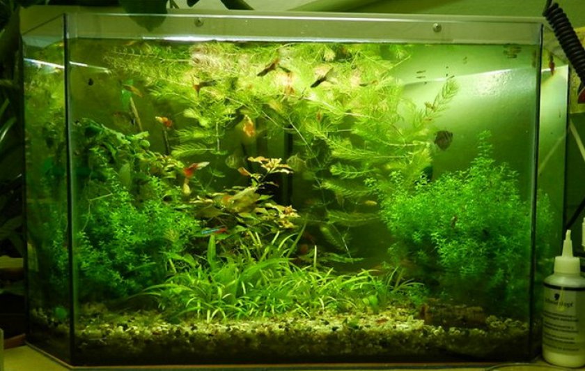 Аквариум с лабиринтовыми рыбками