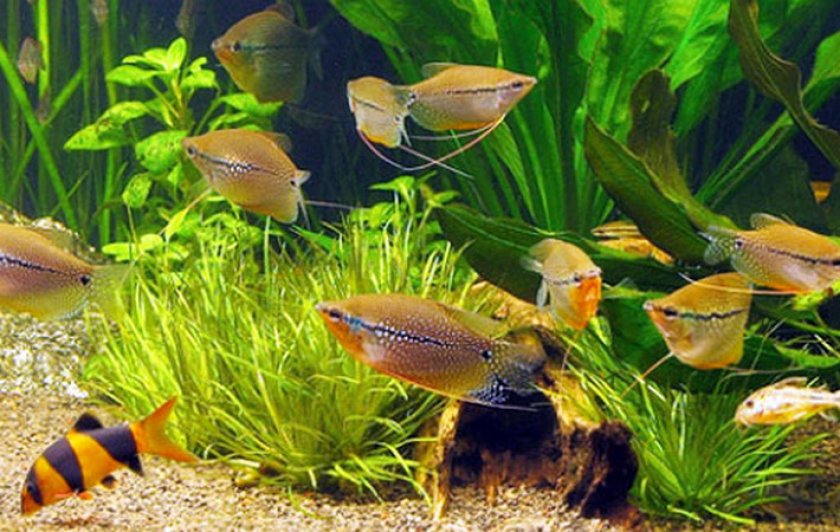 Лабиринтовые рыбки