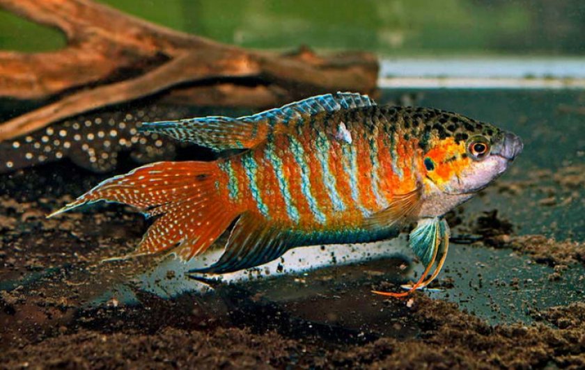 Лабиринтовые рыбки