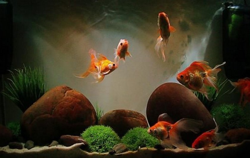 Лабиринтовые рыбки в аквариуме