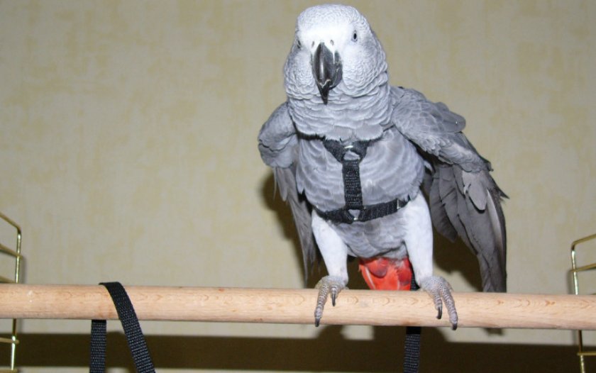 Шлейка для попугая