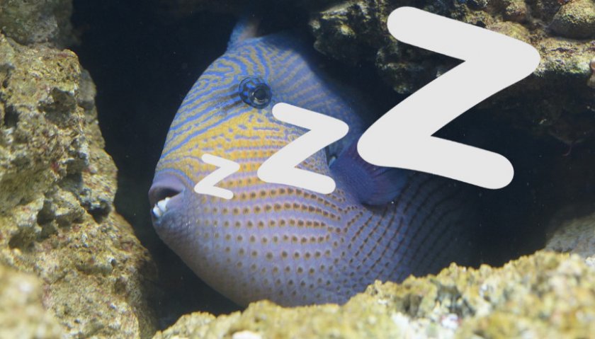 Как спят рыбы